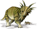 ᏧᏣᏲᏍᏗ ᎤᎧᏛ ᏘᏲᎭᎵ ᎡᏆ Styracosaurus albertensis