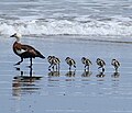 Female with six chicks on Ōpunake Beach