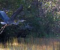 Blue heron on northeast shore