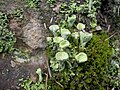 Cladonia fimbriata