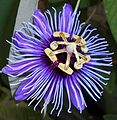 Passiflora amethystina