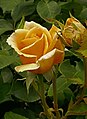 Rose 'Peer Gynt'