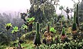 La « forêt de nuage » à très haute altitude se transforme peu à peu en prairies subalpines, comme ici à 3 700 m d'altitude, dans le massif du Rwenzori, en Ouganda.