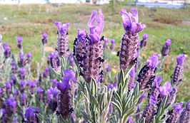 Franse lavendel