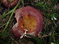 Russula decipiens