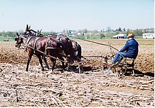 Mules pulling a plow