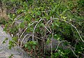 Cissus woodrowii in Keesara, Rangareddy district, Andhra Pradesh, India