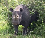 En av få noshörningar