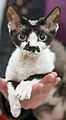 Devon rex noir et blanc