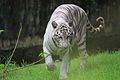 Weißer Königstiger (Panthera tigris tigris)