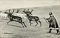 Una manada de renos en la isla de Kolguyev en 1895.