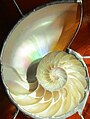 Nautilus, genere di molluschi cefalopodi tetrabranchiati