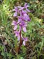 Orchis mascula na serra de Enciña de Lastra.