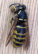 Guêpe saxonne (Dolichovespula saxonica)