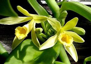 바닐라(Vanilla planifolia)