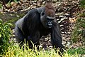 Seekor gorila barat jantan di kebun binatang Melbourne.