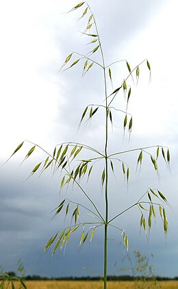 Tuščioji aviža (Avena fatua)