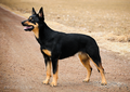 Australische kelpie