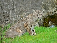 Bobcat (Lynx rufus)