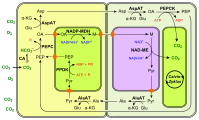 (en) Fixation du carbone en C4 à PEPCK.   - CA : anhydrase carbonique ;   - PEP : phosphoénolpyruvate ;   - PEPC : phosphoénolpyruvate carboxylase ;   - OA : oxaloacétate ;   - Glu : Glu ;   - AspAT : aspartate aminotransférase ;   - PEPCK : phosphoénolpyruvate carboxykinase   - α-KG : α-cétoglutarate ;   - Asp : aspartte ;   - NADP-MDH : malate déshydrogénase à NADP+ ;   - M : malate ;   - NAD-ME : enzyme malique à NAD ;   - Pyr : pyruvate ;   - AlaAT : alanine aminotransférase ;   - Ala : alanine ;   - PPDK : pyruvate phosphate dikinase. Les enzymes à NAD — ici la NAD-ME — se trouvent dans les mitochondries, représentées de couleur violacée.