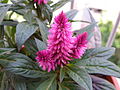 Celosia