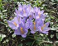 Crocus napolitanus