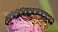 Cucullia lucifuga caterpillar