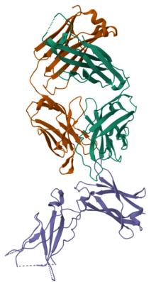 3D structure of dupilumab's antigen binding fragment complexed with a human IL-4 receptor sub-unit alpha