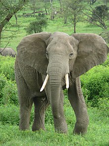 Afrikansk skogelefant