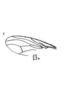 Heleomyza oligocenica aile femelle 1937 N. Th. Holotype éch. R942 x2,6 pl. XVII Diptères du Sannoisien de KleinKembs.