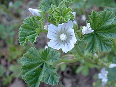 Photographie en couleurs et en gros plan d'une plante aux fleurs blanches et mauve clair et aux feuilles de forme ronde