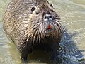 Myocastor coypus (ragondin) à L'Isle-Adam