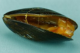 Mossel (weekdier)