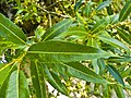 Follas do salgueiro irto (Salix fragilis).