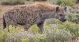 Gevlekte hyena