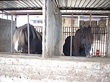 Deux chevaux à la tête massive et avec beaucoup de crins passent la tête à travers les barreaux de leur box.