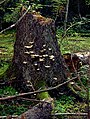 Image 10Fungus Climacocystis borealis on a tree stump in the Białowieża Forest, one of the last largely intact primeval forests in Central Europe (from Old-growth forest)