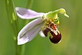 Die seltene Orchidee Bienen-Ragwurz aus Jugenheim