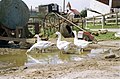 農家の庭でのアヒルの飼育