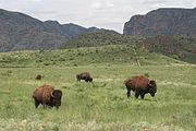 Janos Biosphere Reserve Cold semi-arid climate (BSk)