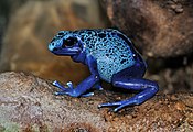 blue poison dart frog