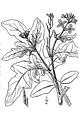Eruca vesicaria ssp. sativa (salatsennep)