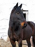 head and neck of a seal brown horse