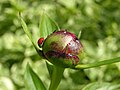 Cycloneda sp. на почке пиона (Paeonia); Рентон, Вашингтон, США