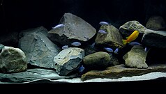 A flock of differently-coloured fish in a rocky setting