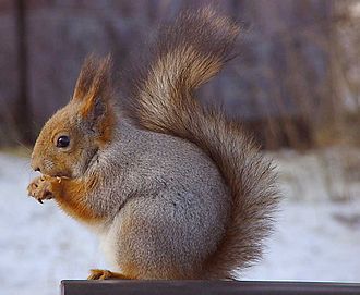 Un écureuil roux à dos argenté