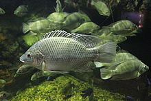 Photo d'un poisson gris de taille moyenne en gros plan dans un aquarium, avec ses congénères en arrière-plan