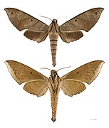 Pachylia