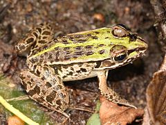 broască cu pete negre (Pelophylax nigromaculatus)