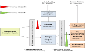 Die Endosymbiontentheorie – bezogen auf autotrophe Organismen und die Entstehung der unterschiedlichen Pigmentsysteme